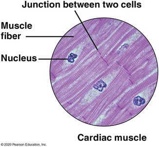 Smooth muscle tissue structure