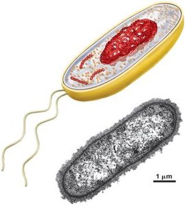 Diagram of prokaryotic cell components
