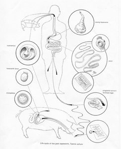 Life cycle of pork tapeworm