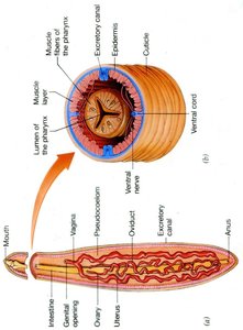 Roundworm internal anatomy