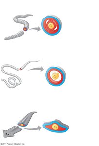 Diagram comparing acoelomate, pseudocoelomate, and coelomate body plans