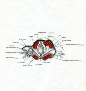 Annelid segments