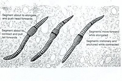 Metanephridia of annelids