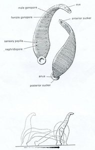 Earthworm movement by segment contraction and elongation