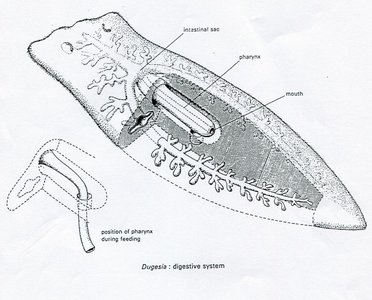 Digestive system of Dugesia (planaria)