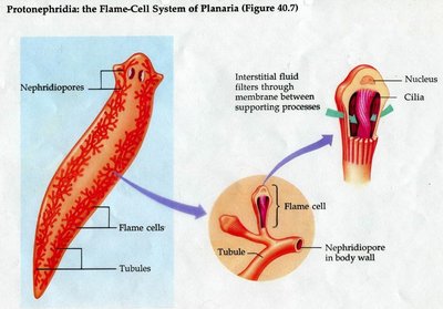Flame-cell system of planaria