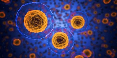 Microscopic view of cells showing organelles