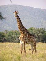 Standing giraffe in savannah