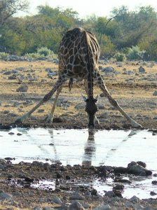 Giraffe drinking water with legs spread
