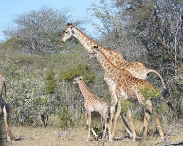 Group of giraffes in the wild