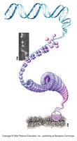 DNA packaging into chromatin and chromosomes