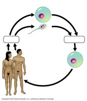 Human life cycle: gametes, fertilization, and zygote