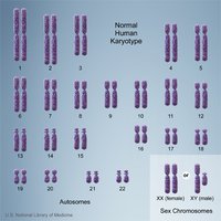 Human karyotype showing autosomes and sex chromosomes