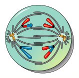 Telophase II of meiosis: cytokinesis