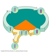 Diagram of the cell cycle with phases