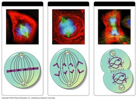 Anaphase and Telophase of mitosis