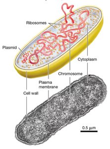 Structure of a prokaryotic cell