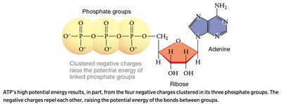 ATP structure and high-energy phosphate bonds