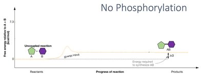 Uncoupled reaction energy diagram
