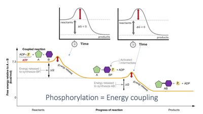 Phosphorylation and energy coupling diagram