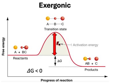 Exergonic reaction energy diagram