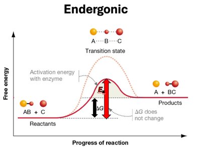 Endergonic reaction energy diagram