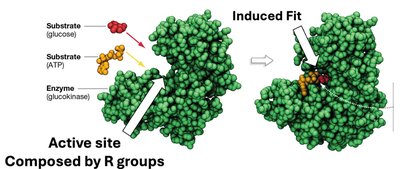 Induced fit model of enzyme action