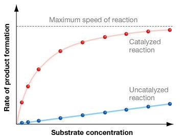 Effect of substrate concentration on enzyme activity