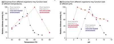 Effect of temperature and pH on enzyme activity