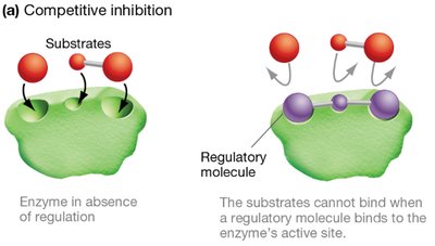 Competitive inhibition of enzymes