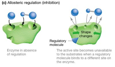 Allosteric inhibition of enzymes