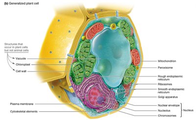 Generalized plant cell structure