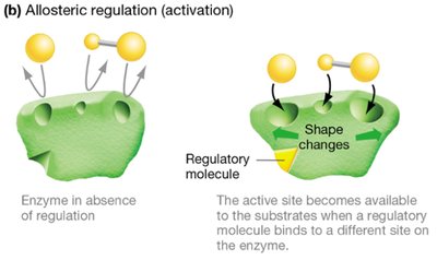 Allosteric activation of enzymes