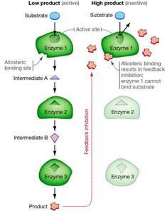 Feedback inhibition in metabolic pathways