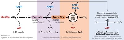Phosphofructokinase regulation by ATP