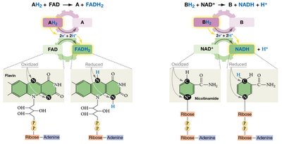 Redox reaction in glucose combustion