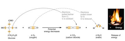 Energy changes during glucose oxidation