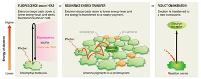 Light reactions: energy transfer in photosystems