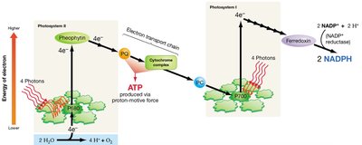 Linear electron flow in photosynthesis