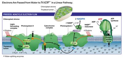 Noncyclic electron flow in photosynthesis