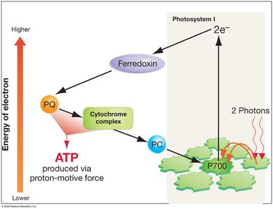 Cyclic electron flow in photosynthesis