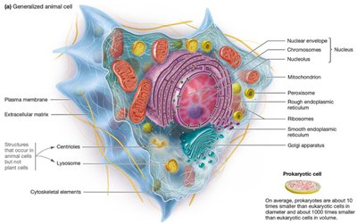 Generalized animal cell structure