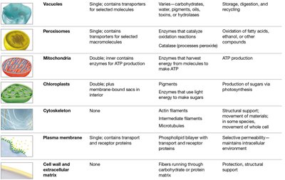 Table of organelles and their functions