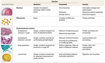 Table of organelles: structure, components, function