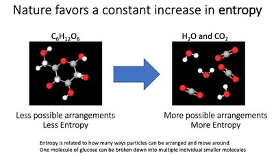 Entropy increases as molecules are broken down