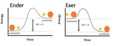 Energy diagrams for endergonic and exergonic reactions