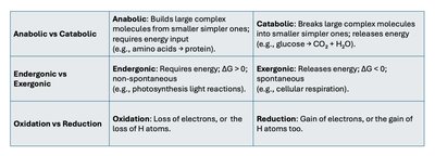 Comparison table: anabolic/catabolic, endergonic/exergonic, oxidation/reduction