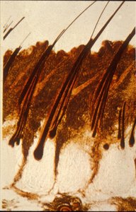 Microscopic view of mammalian hair follicles