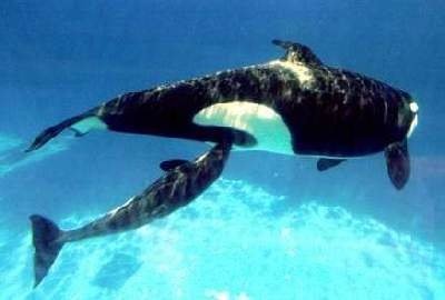 Whale calf suckling from mother