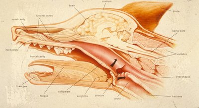 Diagram of mammalian secondary palate